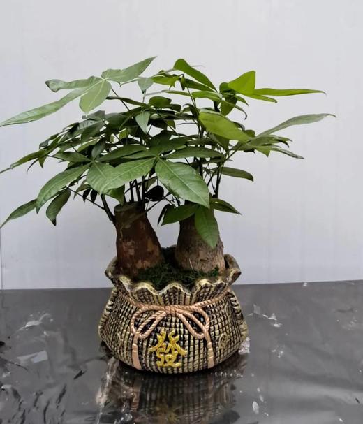 我的阳台 商品图0