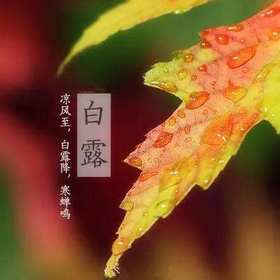 白露 | 一壶白露酒，清风明月饮半酣