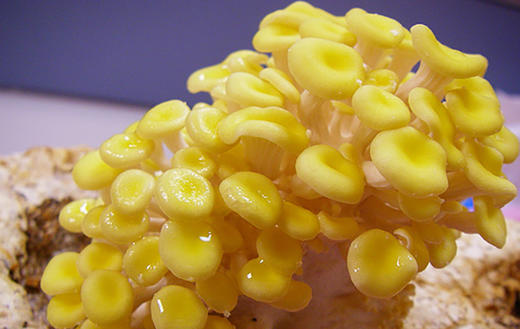 林中宝 玉皇菇 原木栽培 质好味鲜 袋装150g 全国非偏远地区包邮 商品图5