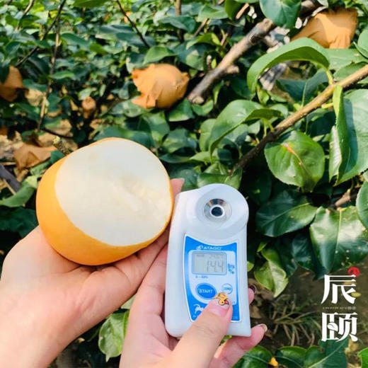 山东秋月梨5斤新鲜应季水果青岛产地直供现摘现发包邮 商品图1