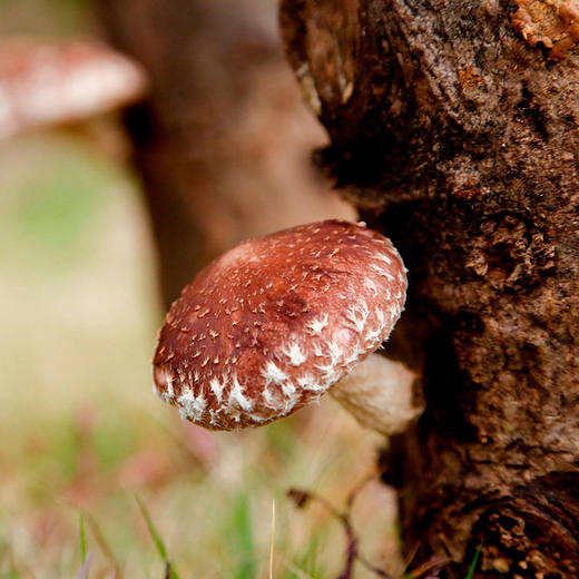 林中宝 粤北香菇 鲍鱼的口感 Q弹嫩滑 全国非偏远地区包邮 商品图2