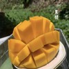 凯特芒7斤四川攀枝花大脸芒新鲜应季水果现摘现发包邮 商品缩略图2