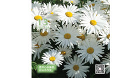 【花丘•心语】