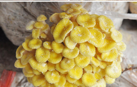 林中宝 玉皇菇 原木栽培 质好味鲜 袋装150g 全国非偏远地区包邮 商品图4