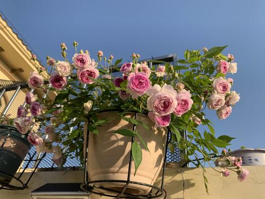 静默的小花园 商品图0