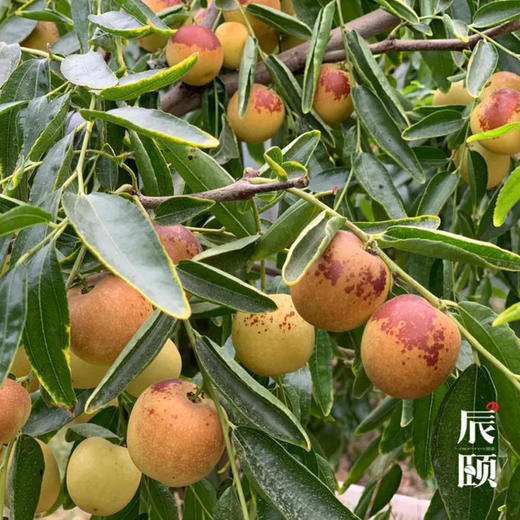 陕西大荔庙上冬枣2斤装核小肉厚甜度高新鲜现摘 商品图1