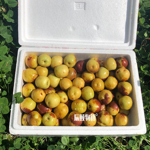 冬枣2斤新鲜应季水果脆甜陕西大荔产地直供现摘现发包邮 商品图2