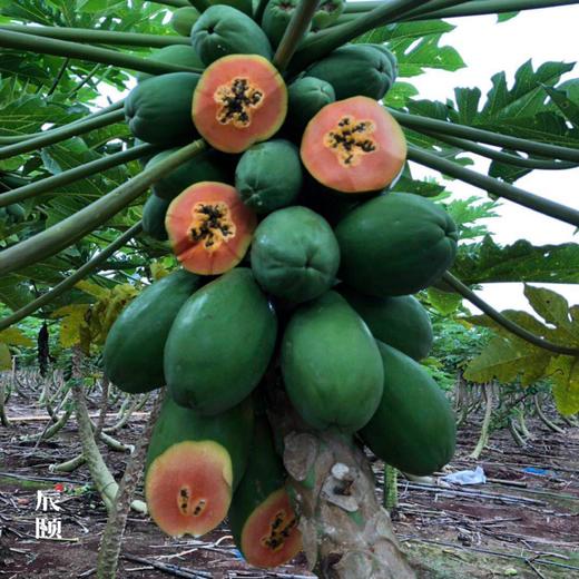 雷州木瓜8斤冰糖红心青皮现摘现发当季水果新鲜包邮 商品图1