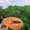 雷州木瓜8斤冰糖红心青皮现摘现发当季水果新鲜包邮 商品缩略图2