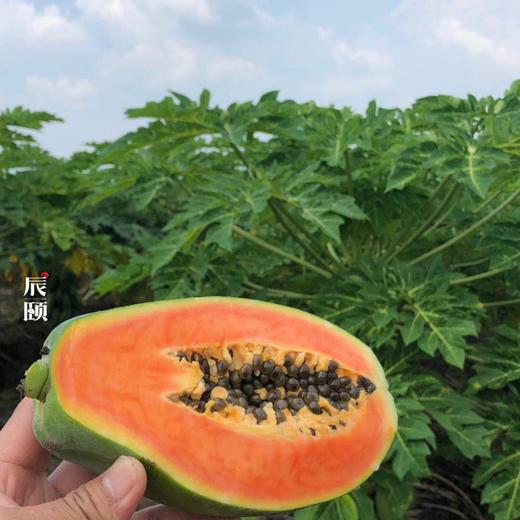 雷州木瓜8斤冰糖红心青皮现摘现发当季水果新鲜包邮 商品图2