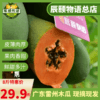 雷州木瓜8斤冰糖红心青皮现摘现发当季水果新鲜包邮 商品缩略图4
