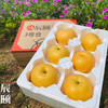 山东秋月梨5斤新鲜应季水果青岛产地直供现摘现发包邮 商品缩略图2