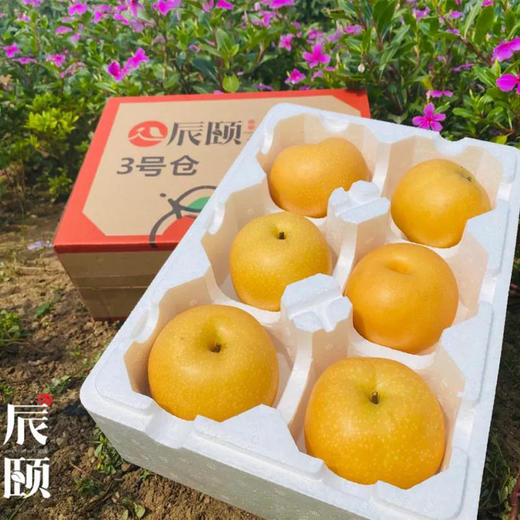 山东秋月梨5斤新鲜应季水果青岛产地直供现摘现发包邮 商品图2
