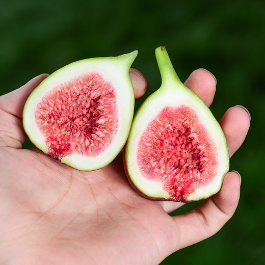 当季红皮无花果新鲜水果不常见的孕妇水果现摘现发整箱3斤包邮