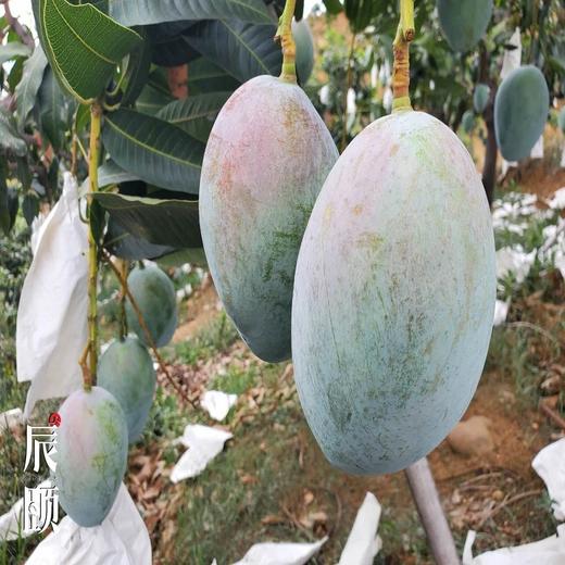 凯特芒7斤四川攀枝花大脸芒新鲜应季水果现摘现发包邮 商品图1