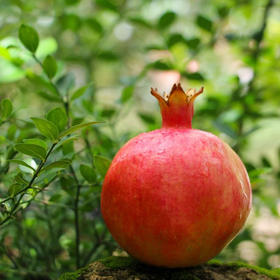 蒙自观颜石榴5斤红籽新鲜应季水果产地直供现摘现发包邮