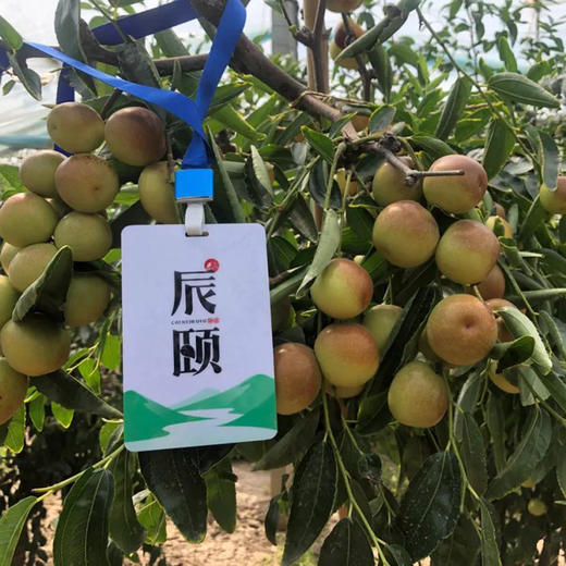 陕西大荔庙上冬枣2斤装核小肉厚甜度高新鲜现摘 商品图2