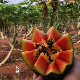 雷州木瓜8斤冰糖红心青皮现摘现发当季水果新鲜包邮