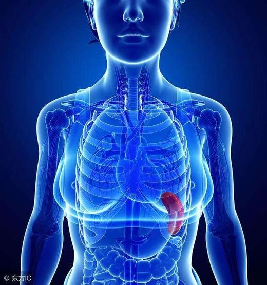 第04课：脾经线路及重要穴位 商品图0