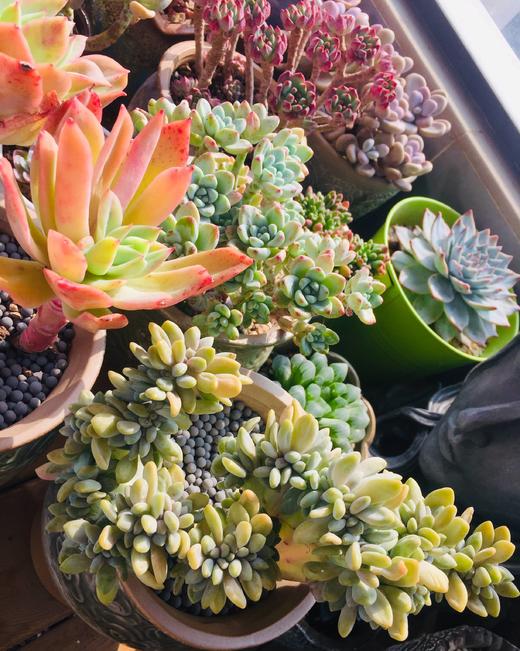 yoyo宝贝的秘密花园 商品图0