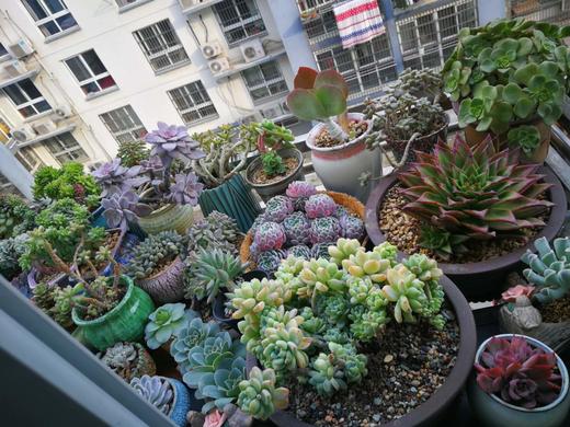 多肉阳台 商品图0