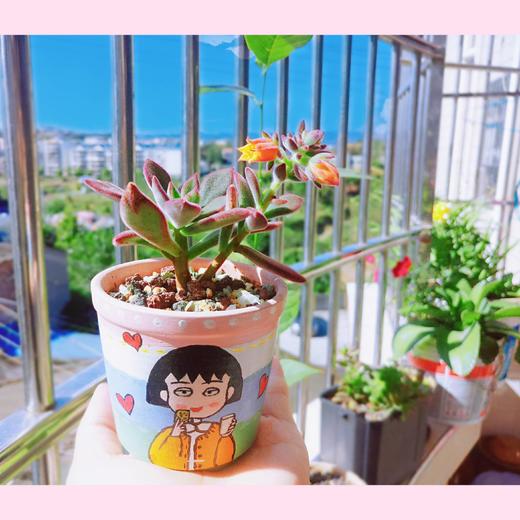 最美阳台 商品图0