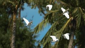 Chapter 1: Hainan Alive