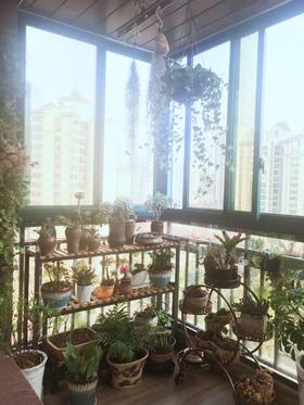 花开，花落........