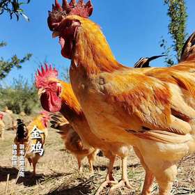 一只林鸡的自我修养