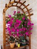 立体养花的小阳台 商品缩略图0