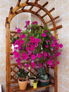 立体养花的小阳台