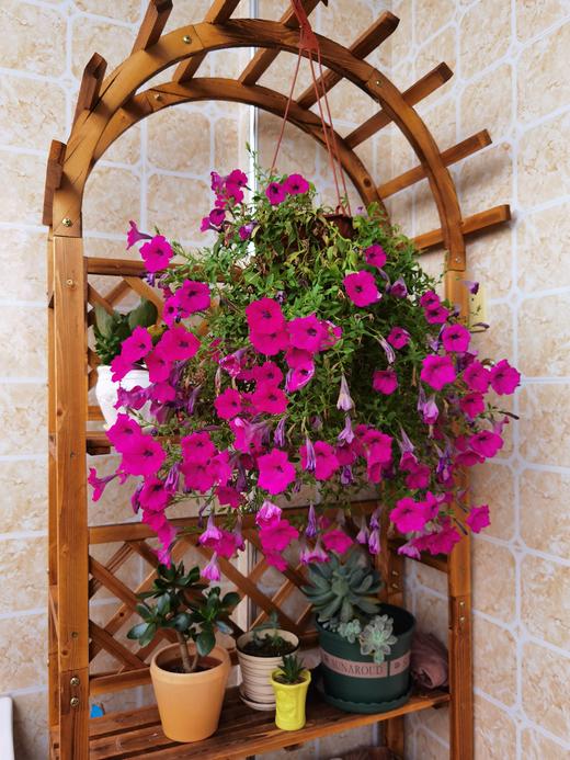 立体养花的小阳台 商品图0