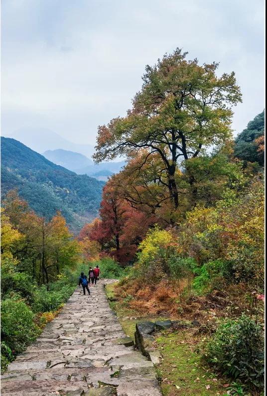 陶宴岭古道图片