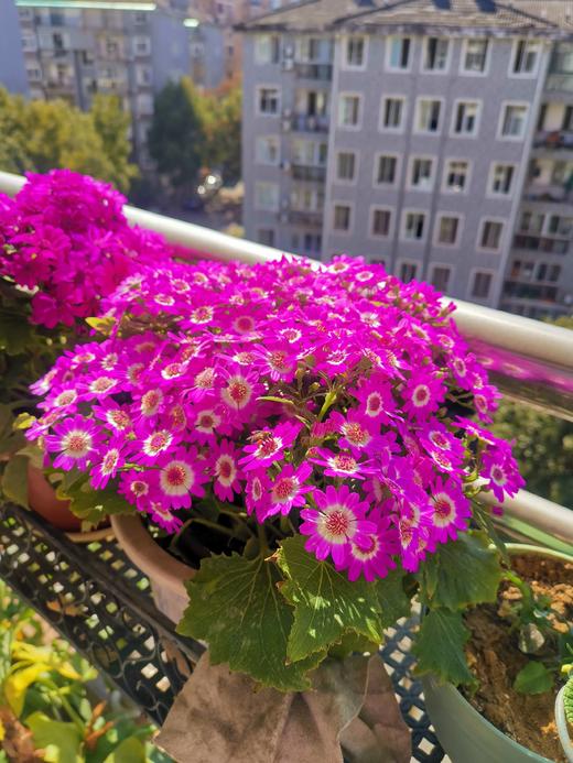 我的花花草草 商品图0