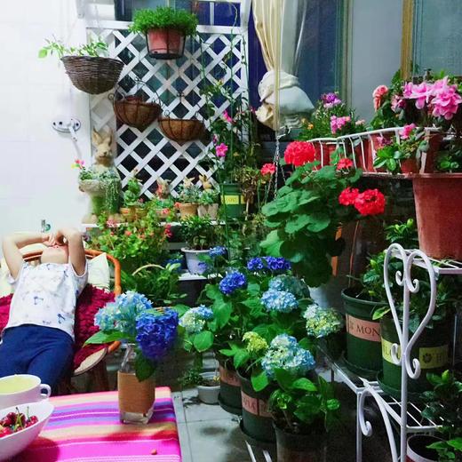 佳期如梦 商品图0