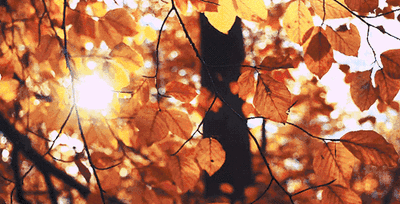 节气灸 有讲究——白露养生攻略