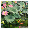 郑一坡《荷美天下》60×90cm 油画横幅作品 餐厅/卧室挂画 商品缩略图4