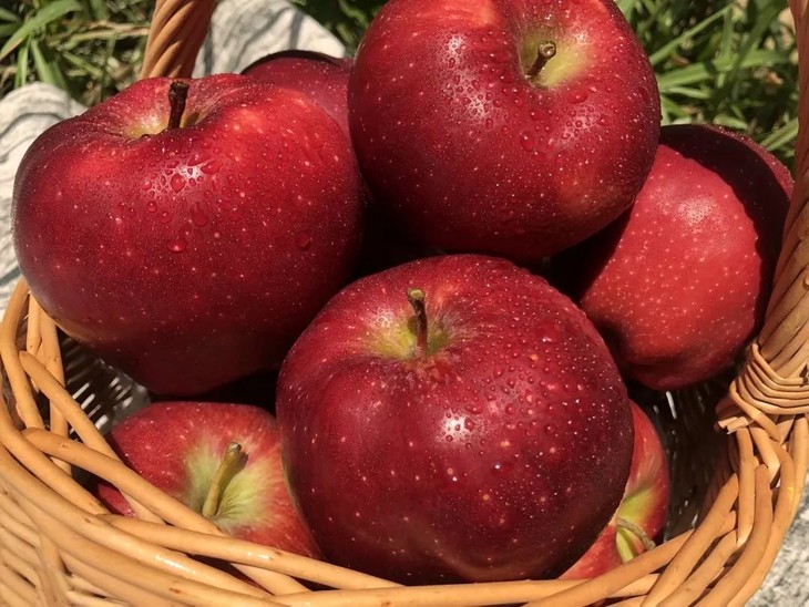 甘肃花牛苹果5斤大果,精选约200g的大果子,多重挑选,多重筛检,确保每