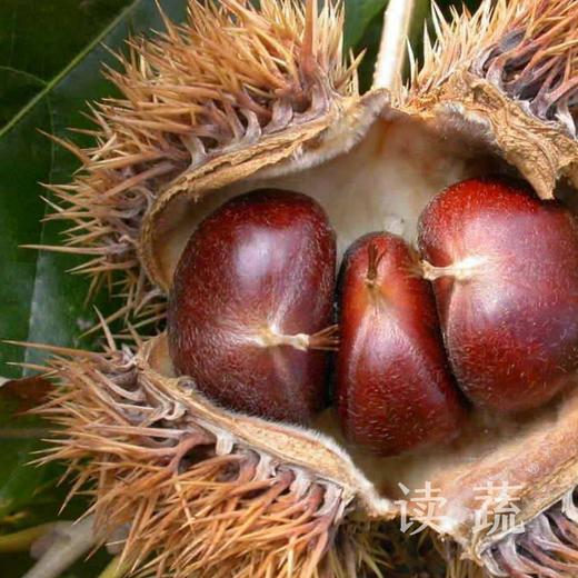 舒城高山板栗 带壳 (500g/袋) 商品图1