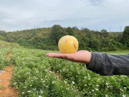 云南石林红土地人参果礼盒（五斤装30个左右） 商品图2