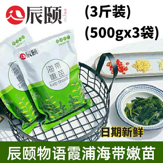 海带嫩苗3斤装500gx3袋霞浦特产盐渍海带苗产地直发新鲜 商品图4