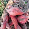 六鳌蜜薯5斤福建沙地种植红心番薯产地现挖现发包邮 商品缩略图2