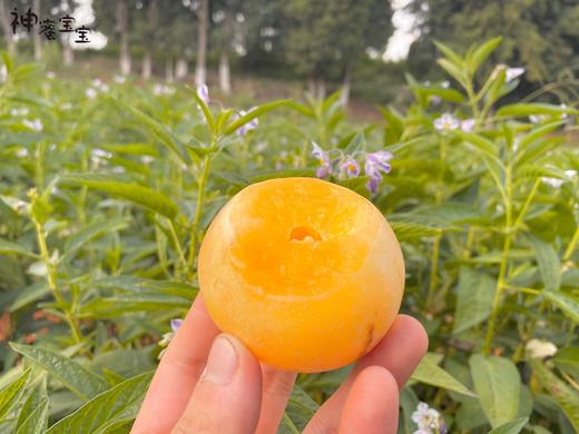 云南石林红土地人参果礼盒（五斤装30个左右） 商品图0