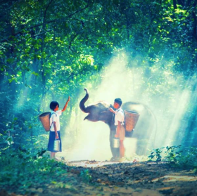  小小雨林守护者｜西双版纳科考公益探索 