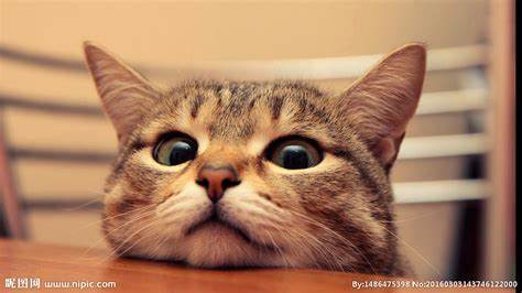 全款预售_拼团 商品图0