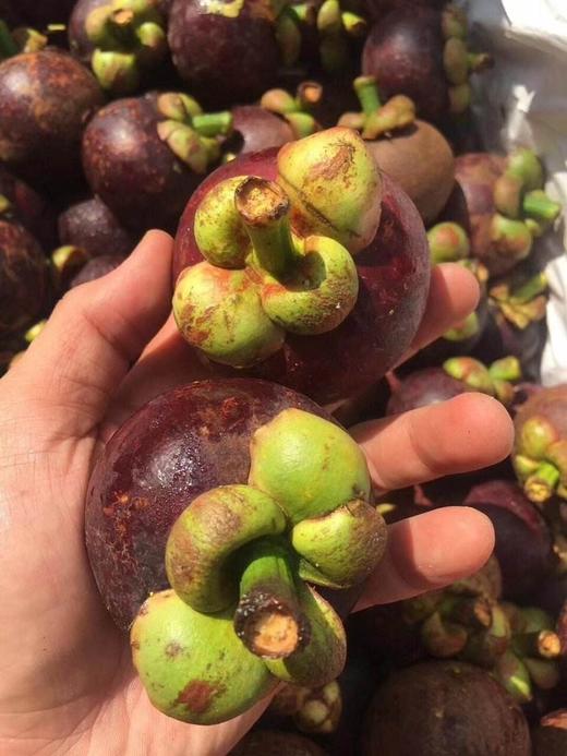 5a大山竹麻竹500克左右