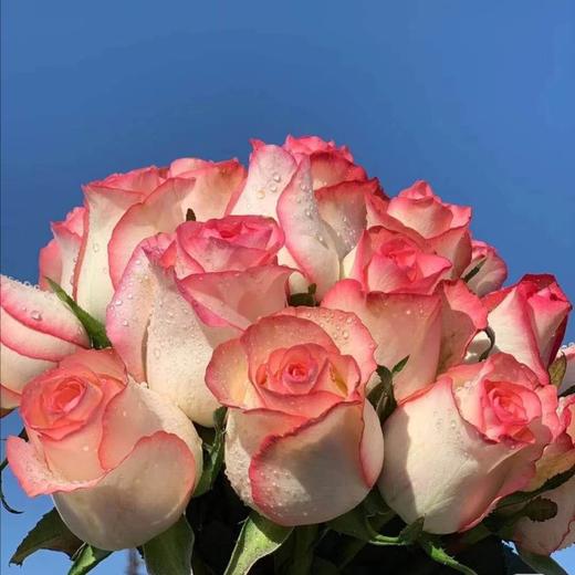 玫瑰 爱莎/艾莎 - 云花朵朵