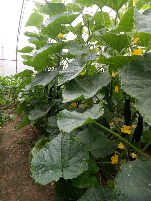 越冬黄瓜 商品图0