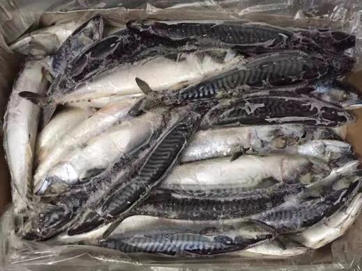 烧烤原味挪威青花鱼整条 20kg 商品图0