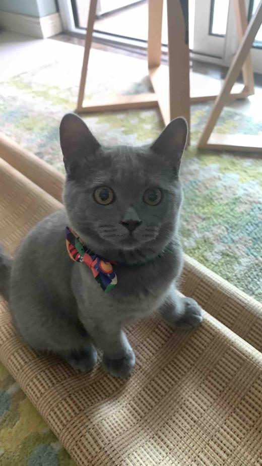 全款预售_拼团 商品图1